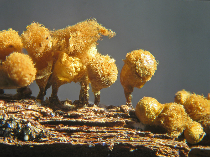 Ma non spariscono mai ?